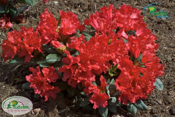 Rhododendron repens Scarlet Wonder